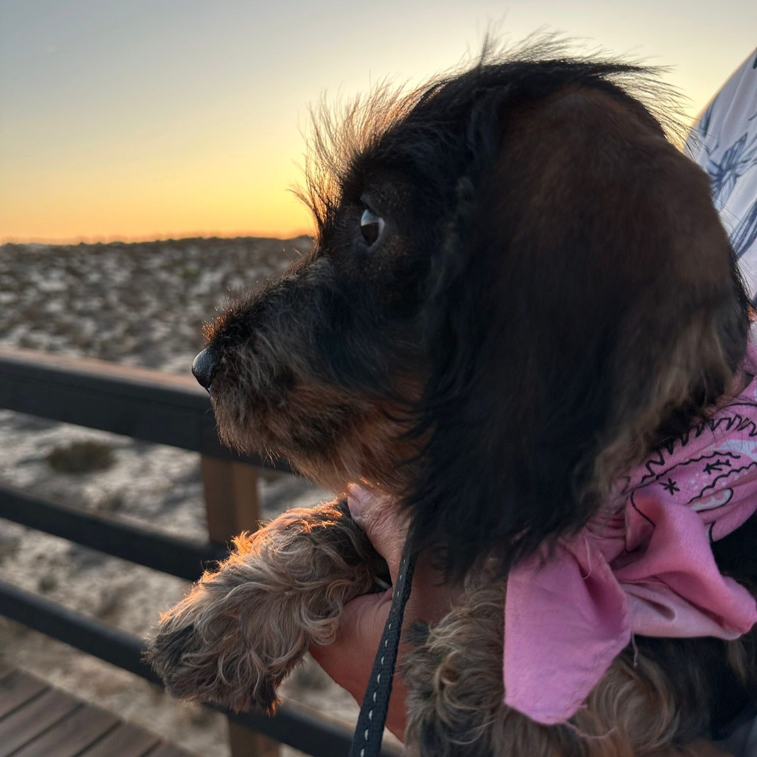 Dog on a leash with a pink bandana looking out over a beach at sunset.