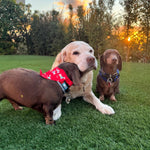 Three dogs on a grassy field with trees and sunset in the background