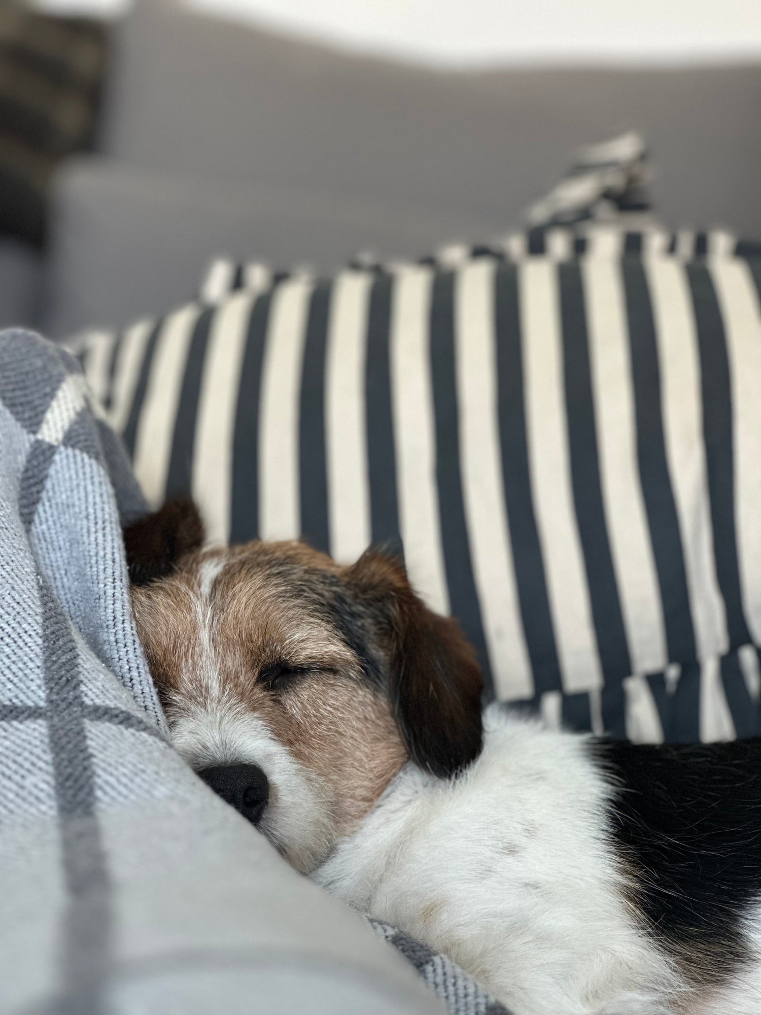 Dog sleeping on a striped pillow with a blanket