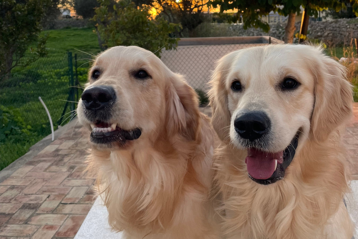 Two golden retrievers standing close together outdoors with a scenic background.