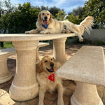 Two dogs sitting on stone outdoor furniture with a clear blue sky and greenery in the background.