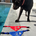 Black dog standing by a pool with dog collars and bandanas on the ground.