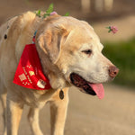 Dog wearing a red bag with floral decorations on a blurred background