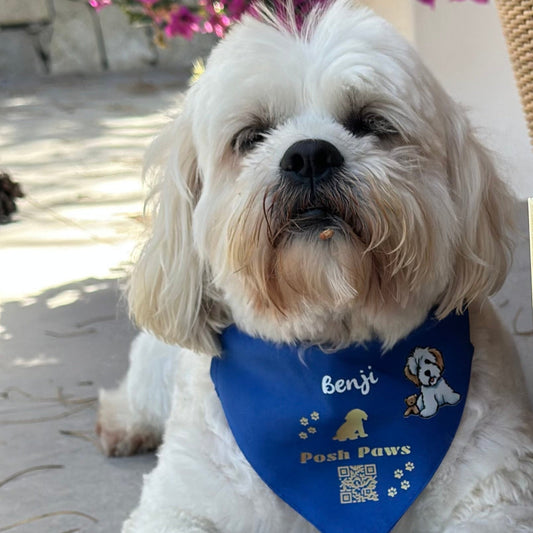 White dog with a blue bandana sitting next to a decorative sign with 'Benji' on it.